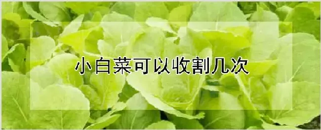 小白菜可以收割几次 | 农业科普