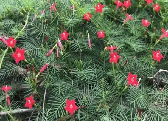 植物百科|多年生藤蔓花卉有哪些