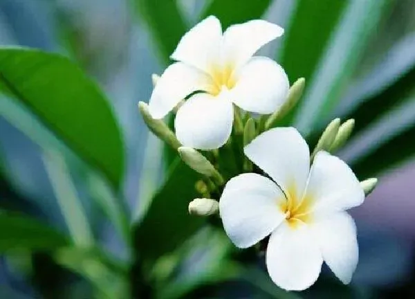植物浇水|鸡蛋花多久浇一次水