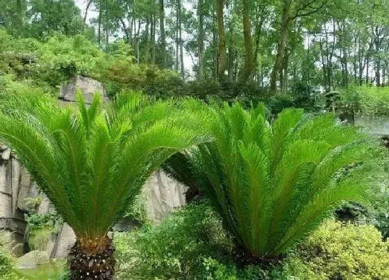 植物排行|常见裸子植物有哪些