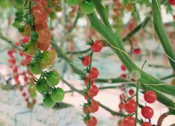 植物浇水|小番茄多久浇一次水