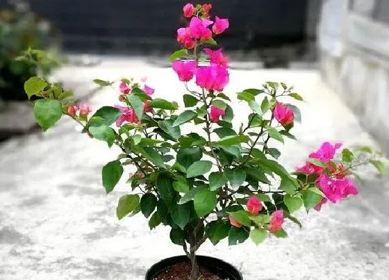 不开花|勒杜鹃为什么不开花