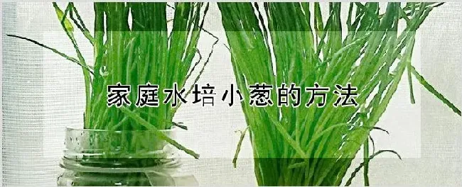 家庭水培小葱的方法 | 自然知识