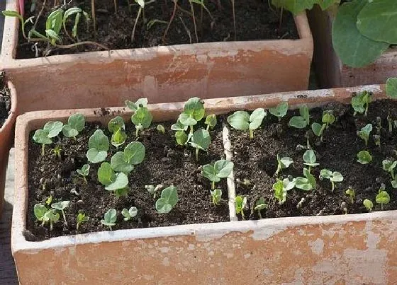 植物播种|玛格丽特什么时候播种最好