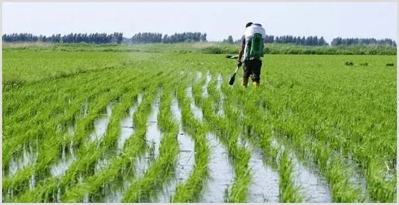 水稻纹枯病发生原因及防治措施介绍 | 农业技术