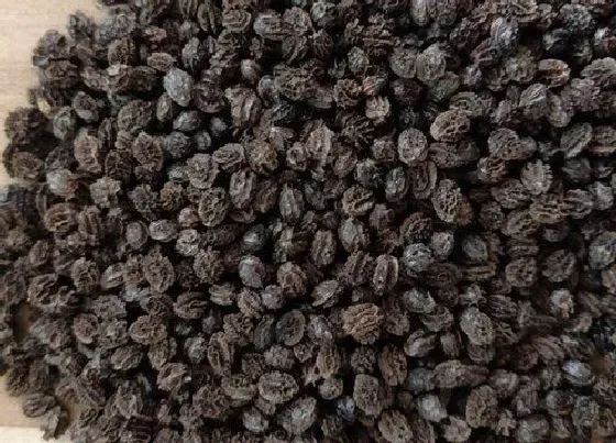 种子|木瓜种子能吃吗