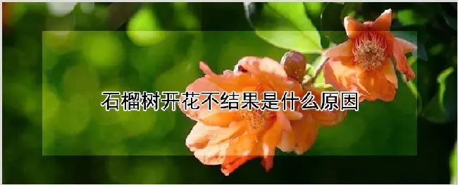 石榴树开花不结果是什么原因 | 农业科普