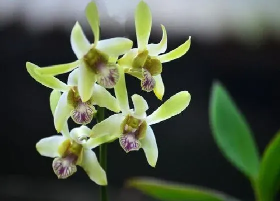 花卉风水|儿童房放什么植物风水好