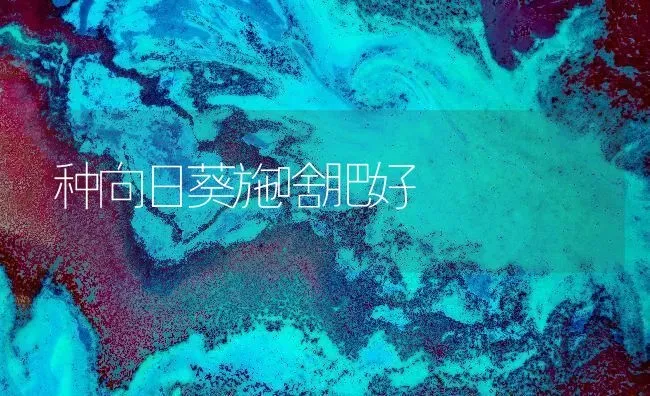 种向日葵施啥肥好 | 粮油作物种植