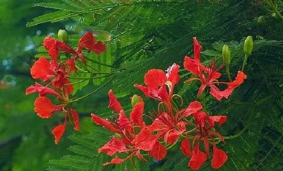 开花时间|凤凰花一年开几次花 花期月份与时间