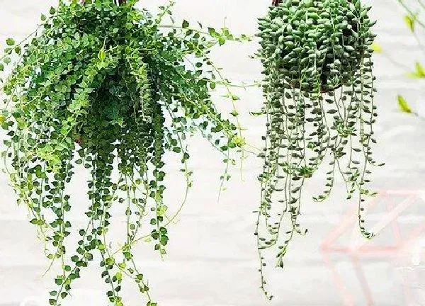 植物生根|翡翠球扦插多久生根 生根快的扦插方法