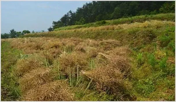 种植小麦要想来年高产，这几个要点需掌握好！ | 耕种资料