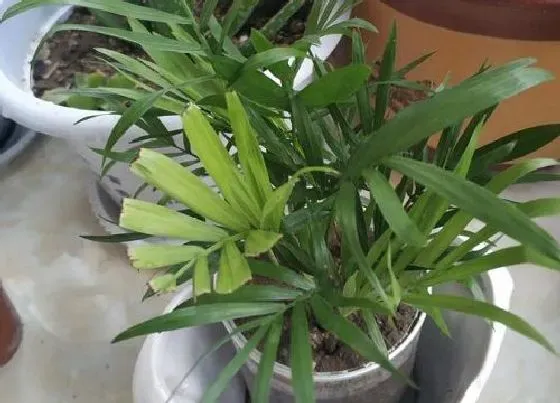 植物修剪|袖珍椰子怎么修剪方法