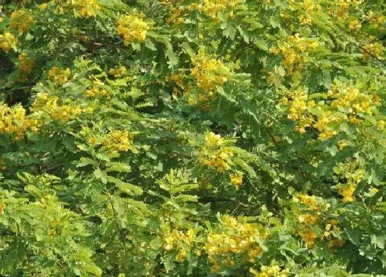 植物百科|槐树生长在什么地方