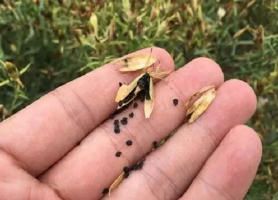 种植育种|欧石竹种子什么时候种植最好