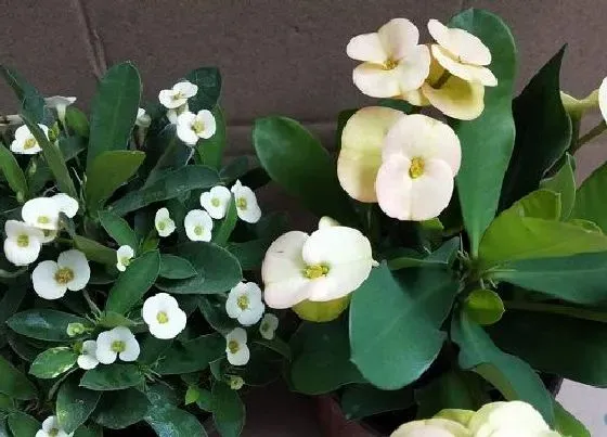植物施肥|虎刺梅喜肥吗 喜欢施什么肥料