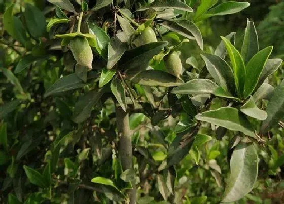 植物百科|金弹子生长在什么地方