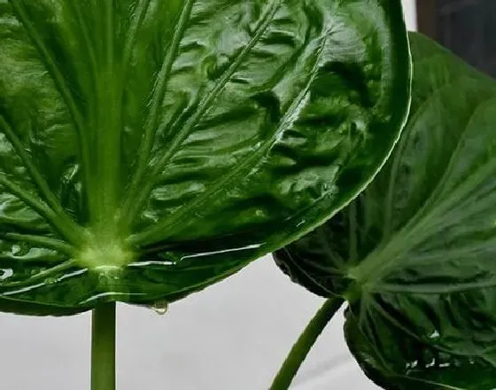 植物百科|滴水观音会开花吗 开花的颜色与样子