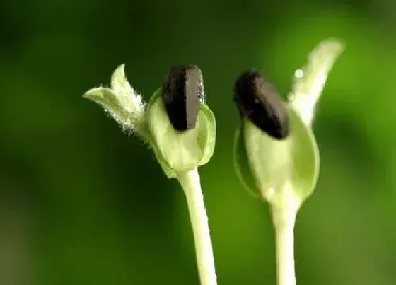 植物育苗|向日葵种子怎么发芽 发芽过程及栽种过程记录
