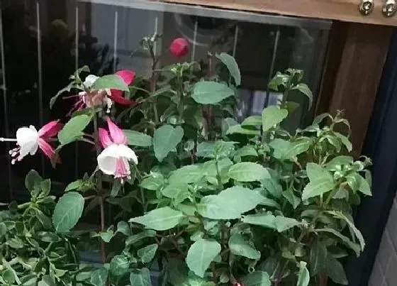 植物育苗|倒挂金钟怎么缓苗