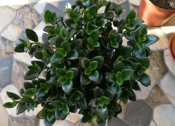 植物浇水|吊兰可以浇啤酒水吗