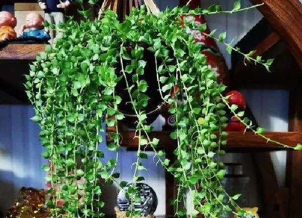 植物生根|翡翠球扦插多久生根 生根快的扦插方法