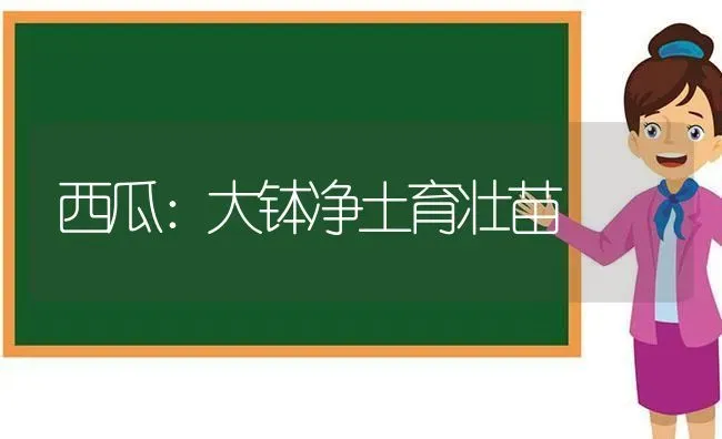 西瓜：大钵净土育壮苗 | 瓜果种植