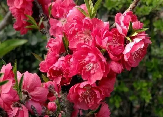 花之最|观赏桃花十大品种（好看的景观桃花品种大全及图片）