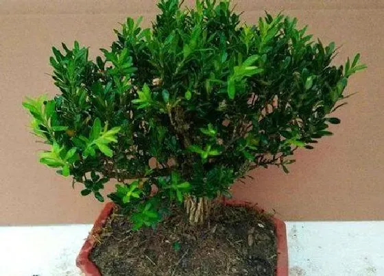 冬天植物|雀舌黄杨耐寒吗