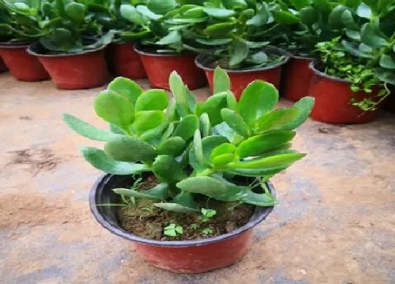 植物百科|玉树开花吗 一般什么时候开花