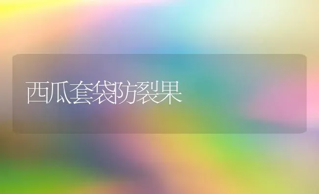 西瓜套袋防裂果 | 瓜果种植