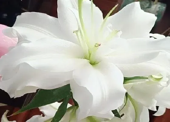 植物排行|百合和玫瑰哪个好养