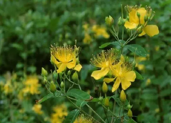 开花时间|金丝桃一年开几次花 花期什么时候