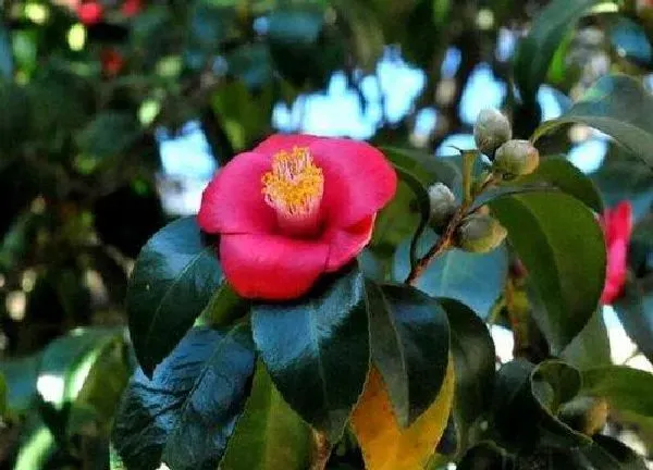 养殖方法|耐冬花的养殖方法和注意事项有哪些