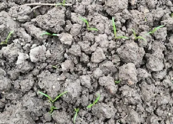 植物播种|菠菜什么时候播种最好