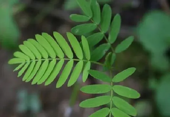 植物百科|含羞草会开花吗 开花的颜色与样子