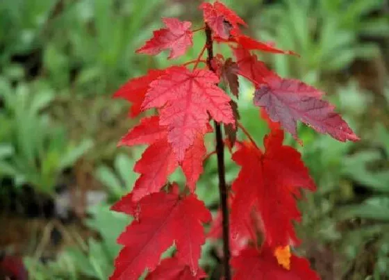 种植管理|红枫摘心打顶时间与方法