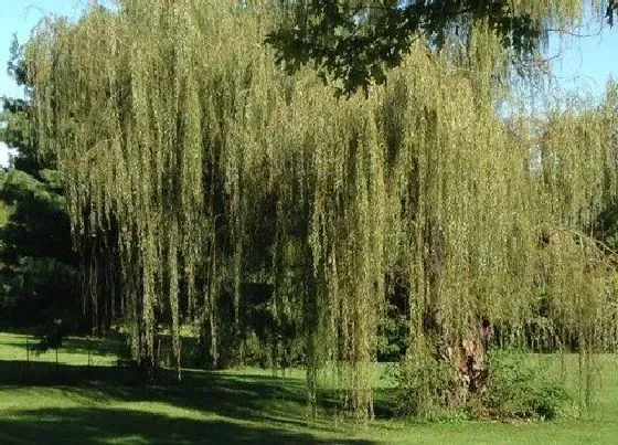 植物百科|柳树一年能长多高