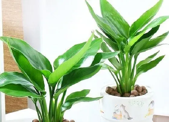 植物病害|鹤望兰炭疽病的发病原因及治疗方法