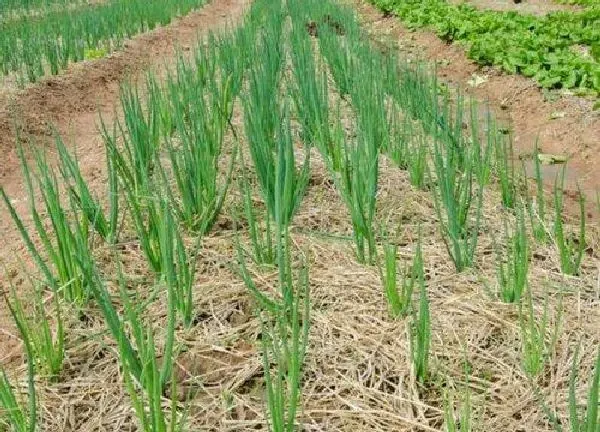 植物移栽|小葱移栽时间和方法
