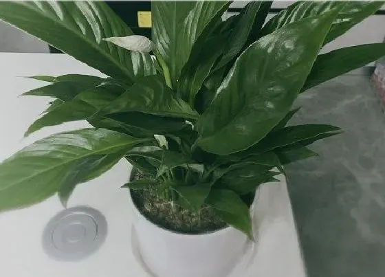 植物百科|阔叶花卉有哪些