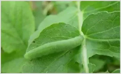 灭多威使用方法 | 种植病虫害