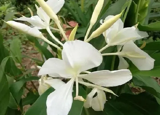 植物百科|姜开花吗 开花是什么样子的