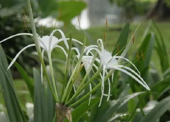 植物毒性|水鬼蕉花香有毒吗