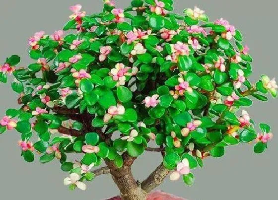 植物百科|玉树开花吗 一般什么时候开花