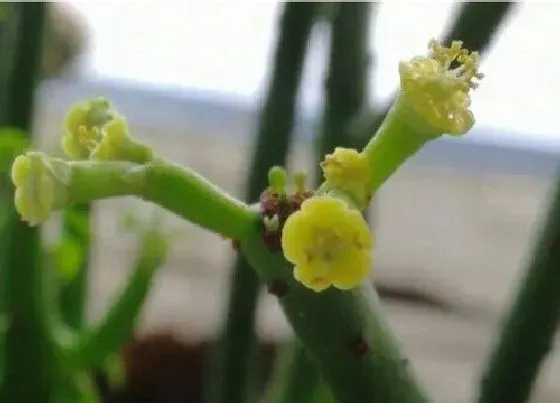 植物百科|膨珊瑚会开花吗 在什么时候会开花