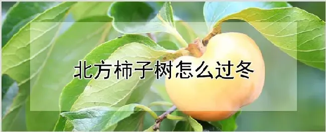北方柿子树怎么过冬 | 种植资料