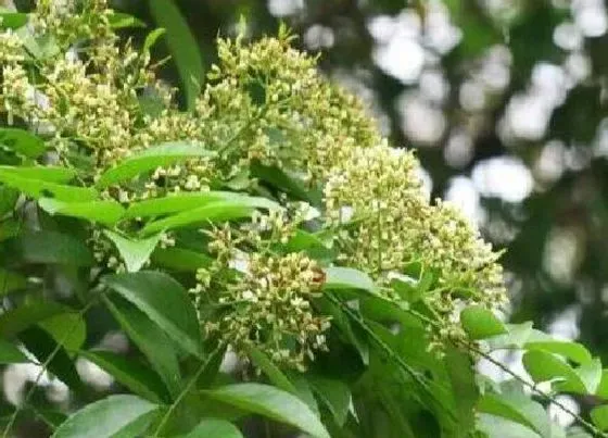 植物种类|花梨木是什么树 长什么样子