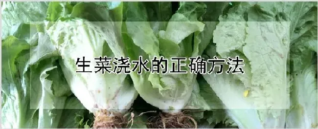 生菜浇水的正确方法 | 种植技术