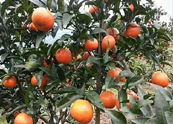 果实成熟|蜜桔几月份成熟